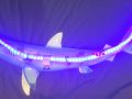 LED Light Up Taxidermy Shark Sculpture