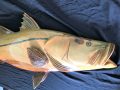 Red Cypress Wood Snook Fish Carving