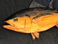 Cypress Wood Black Fin Tuna Fish Sculpture/Carving